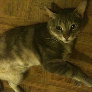 Meet your Posher, Sahara